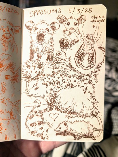 Sketchbook page of brown ink drawings of opossums. Top of thr page has the text OPOSSIUMS and 5/13/25. There sre 12 oppssums. Top left is s screaming opossum joey, to the right is a small joey face, at the top right is a wide mouthed screaming opossum with the text state of the world and an arrow pointing at the opossum. Next row to the left is a small opossum and to its right is a larger drawing of a mama opossum with 5 joeys on her back. At the bottom left is a hanging opossum and to the right is a strutting opossum.