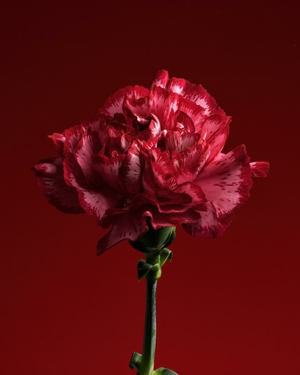 Red carnation on a red background