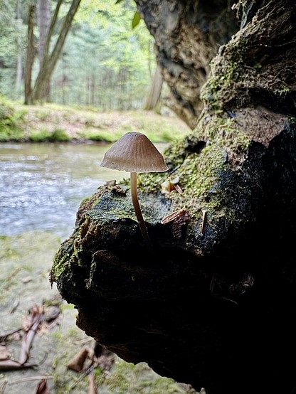 A tiny mushroom growing in the side of a mossy rock. Behind is a stream in an old growth forest.