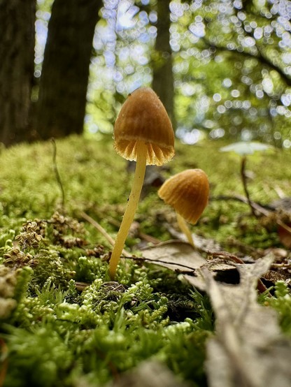 Two tiny mushrooms growing out of a mossy log in the forest.
