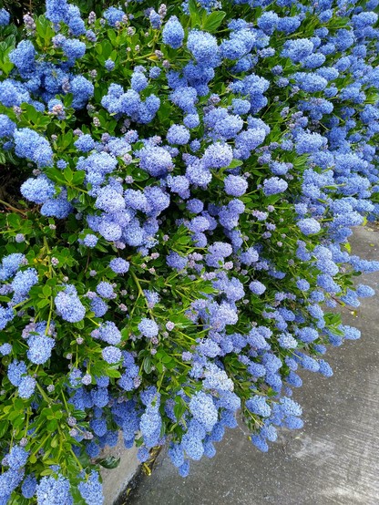 pretty blue flowers on shrubs in a garden.
