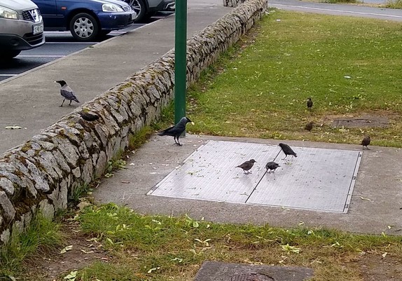 starlings and a crow and a jackdaw arrive for dropped food on tiny green space beside shops.