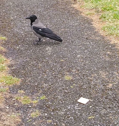 a crow with a white spot on their wing arrives for food and a cracker on footpath through green space.