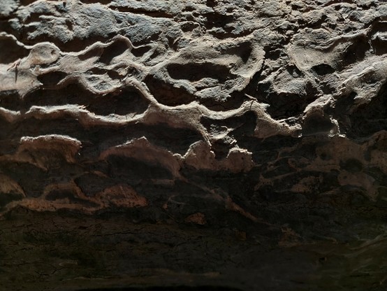 A close-up of a very weathered log, with deep twists, turns & gnarls at *just* the right low sun angle to cast deep shadows within its cracks and make its patterns much more pronounced. This log served as a stair on a highly popular trail, so it was worn down almost exclusively from extensive foot traffic.