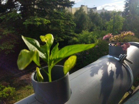 Spinach and kale in an aquaponic Nutrient Film Technique PVC pipe