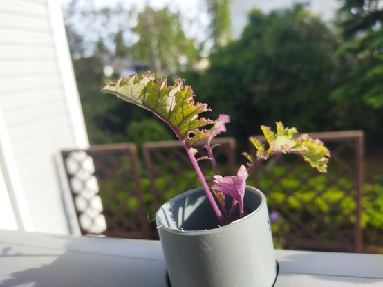 Kale in an aquaponic pipe