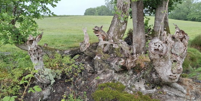 Some trees were cut back dome years ago on a bank. The trees have grown again but there are gnarled stumps at the base.