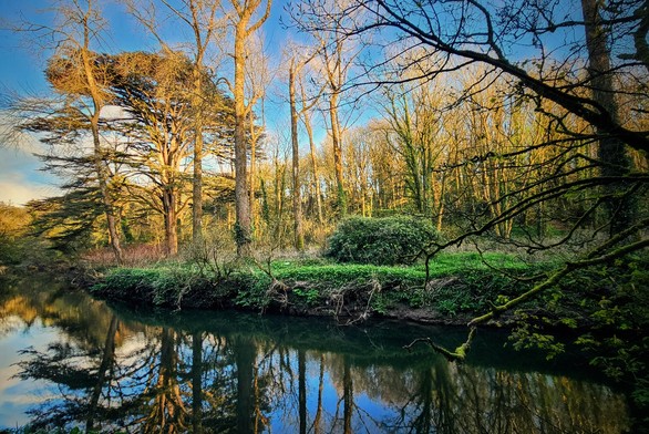 A serene wide shot of the Owenavorragh River in Courtown Woods, County Wexford, Ireland, reflecting a clear blue sky and a vibrant line of trees on the opposite bank. The sunlight catches the upper parts of the trees, creating a warm, golden glow, while the lower branches are silhouetted against the bright sky. The water's surface is smooth, with distinct reflections of the trees and sky. The foreground shows the near bank with lush green foliage and some darker branches extending over the water from the right. The overall mood is peaceful and idyllic.