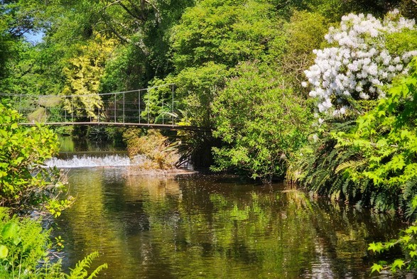 A serene landscape photo showing a vibrant green garden with a tranquil river flowing through it. A small suspension bridge stretches across the river in the middle ground, leading to more lush foliage on the other side. On the right, a large bush with clusters of white flowers stands out against the green. The water reflects the surrounding trees and the bright blue sky, creating a calming atmosphere.