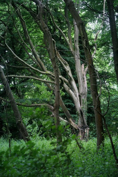 Pale, ghostly, curving trunk of a beech tree, dividing into many branches, partly covered in ivy - with darker treetrunks in the foreground and dark green foliage in the background - all curving leftwards.