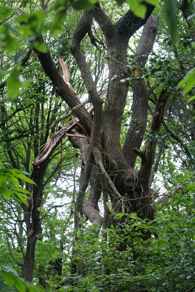 Twisted, broken but still upright tree, looking almost human with its tangle of limbs - surrounded by green foliage in both the foreground and background.