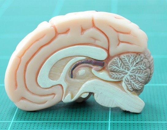 Molecular psychiatrist redefines the genetic basis of neurodevelopmental conditions