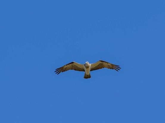 An Osprey in flight, wings spread wide, almost directly above the photographer in a clear blue sky
