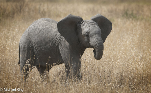 A baby elephant walks through the grassland