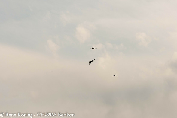 Das Bild zeigt einen bewölkten Himmel mit drei fliegenden Milane. Der Himmel ist bewölkt mit einer Mischung aus hell- und dunkelgrauen Wolken, die einen gedämpften Hintergrund bilden. Die Vögel heben sich mit gespreizten Flügeln vom Himmel ab, was zeigt, dass sie im Flug sind. Der Vogel in der Mitte ist etwas größer und auffälliger, während die beiden anderen Vögel kleiner sind und sich links und rechts davon befinden. Die Gesamtkomposition ist einfach, wobei die Vögel vor dem weiten Himmel im Mittelpunkt stehen.