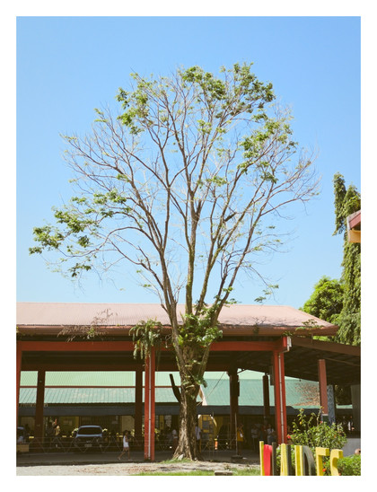 A tall tree