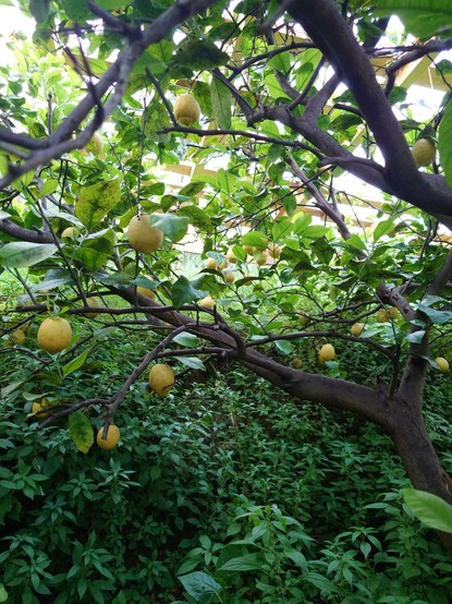 A gorgeous lemon tree with many 🍋🍋🍋🍋