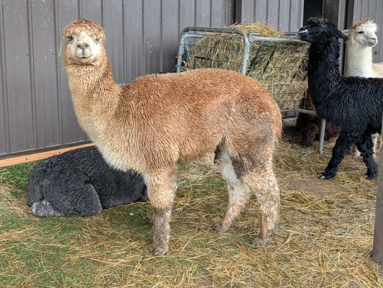 Alpacas near a barn. The alpaca at the center of the photo's attention is clearly wet and muddy, looking so much like a used mop with legs.