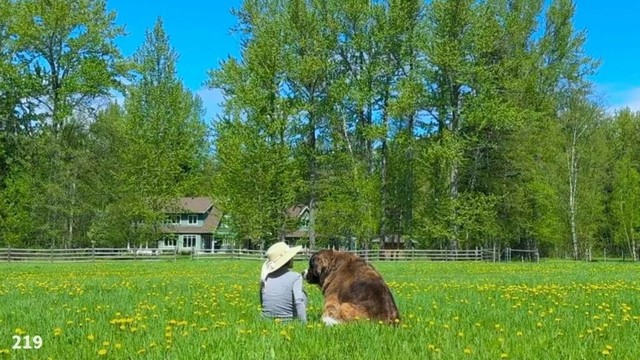 コストコ・グリーンハウス／タンポポの絨毯【超大型犬とカナダで田舎暮らし】