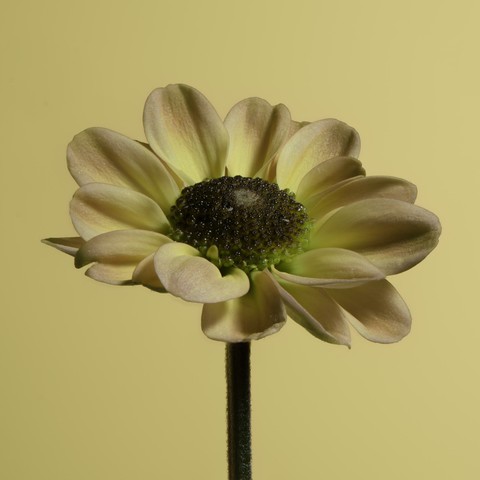 Single Santini Chrysanthemum flower on a yellow background.