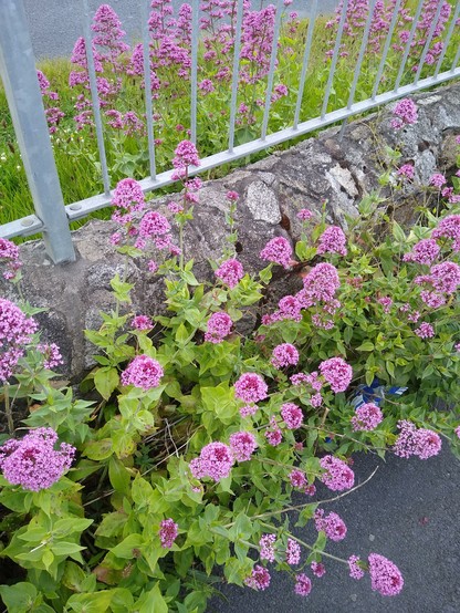 a mass of wildflowers growing beside road and bikepath on which a single bee is busy.
