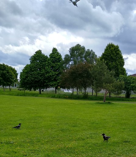 2 crows arrive for food. one crow guards against seagull above.