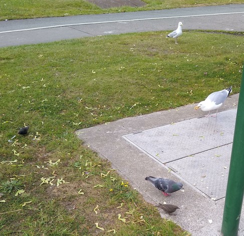 2 starlings, 2 gulls and a pigeon arrive for dropped food by path on tiny green space by shops.