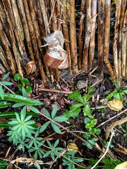 Fünf Schnecken an einem Fleck: eine große Weinbergschnecke an einem Staketenzaun, daneben eine kleinere Gefleckte Schnirkelschnecke; am Boden zwei gelb gestreifte Hain-Bänderschnecken und eine weitere kleine Schnecke.
Foto by Johann Seidl, Gartenpoet