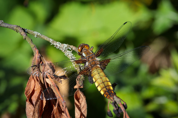 Large, broad-bodied dragonfly, wings outstretched, on a small branch with dead leaves and lichen, against an out-of-focus green background.