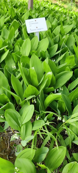 Rinne täynnä kukkimaisillaan olevia kieloja. Niiden keskellä kasvitieteellisen puutarhan valkoinen kyltti, jossa lukee kielon tieteellinen nimi Convallaria majalis.