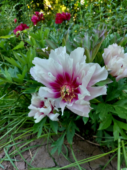 A waning tree peony with deep purple flares and light blush pink petals amid green foliage.