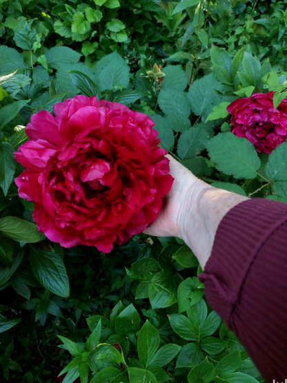 A double, deep red herbaceous peony named 'Henry Bockstoce' with a hand for scale the peony is much bigger than the palm in the image.