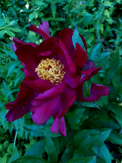 A large, deep red single tree peony with bright yellow stamens amid lush green foliage.