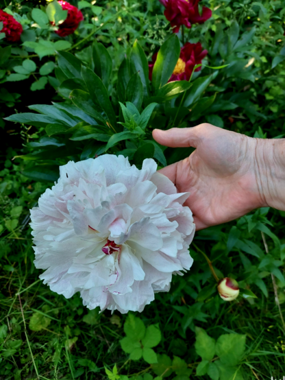 A cheerful mostly light pink herbaceous peony with a few spots of deeper pink toward the center. A hand much smaller than the bloom shows that the bloom is enormous.