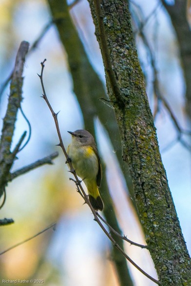 #American #Redstart (female)