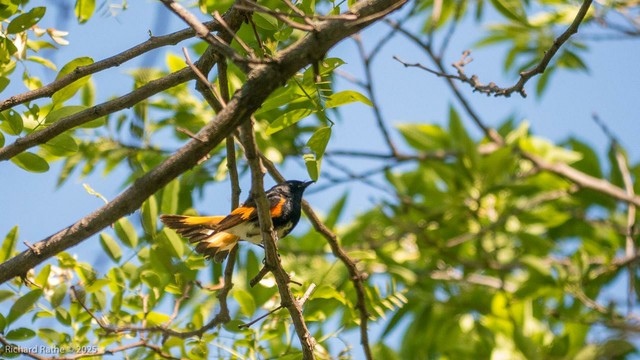 #American #Redstart (male) fanning tail in territorial display
