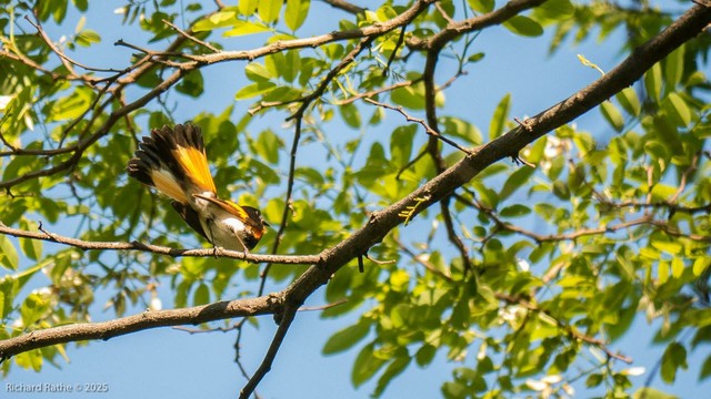 #American #Redstart (male) fanning tail in territorial display