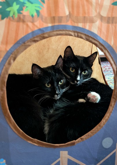 Photo of two black and white cats hugging inside a little kitty tent with a round window. They are gazing defiantly at the camera