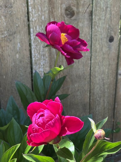 two magenta peony flowers in full bloom