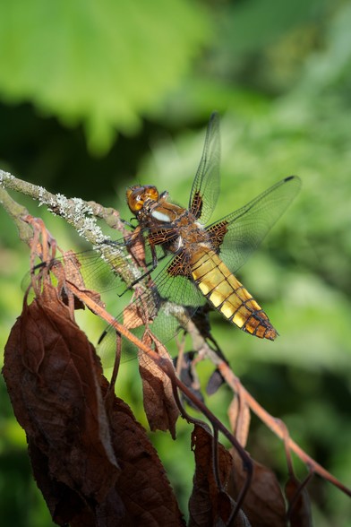 Large dragonfly - four black and orange-veined wings outstretched, broad-bodied, looking utterly and gloriously prehistoric - on a lichen-covered twig with a few dead leaves in shadow below, against an out-of-focus green background.