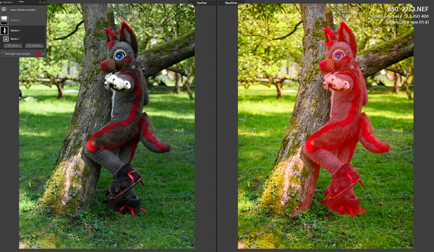 A Lightroom Classic photography editing preview with a before and after comparison. Spicey, the German shepherd fursuiter, is leaning against a tree and pointing towards the camera while standing in a green forest like field.