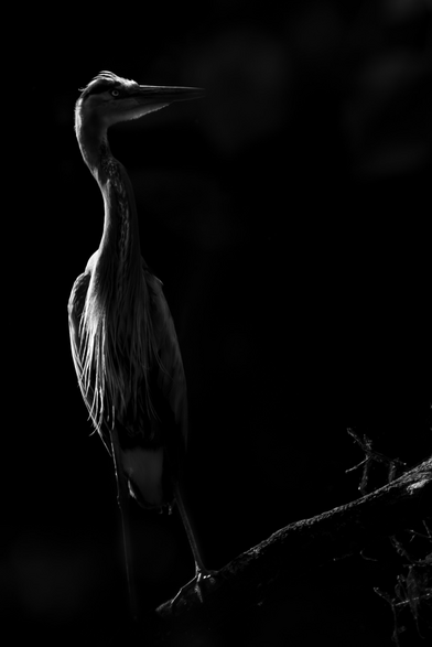 Alt Text:  A high-contrast black-and-white photograph of a heron, dramatically lit from the side, standing poised on a branch against a near-total black background. The composition emphasizes the bird’s elongated neck and fine feather details, especially where light grazes the contours of its back and breast, creating a luminous edge that carves its silhouette from the darkness. The heron’s head is slightly turned, eye catching the light with a sharp glint, imparting a sense of still vigilance. The chiaroscuro effect evokes classical portraiture, imbuing the image with a quiet intensity and reverence for the subject’s natural elegance. The photograph merges natural history with fine art, inviting the viewer to meditate on form, shadow, and the silent dignity of wild creatures.
