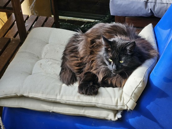 Black long-haired cat "Hope" lying in the sun on a light pillow on a blue garden chair, looking into the distance.