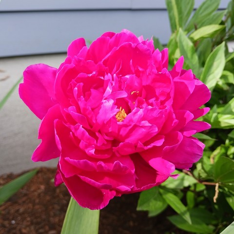 Close-up photo of a dark pink peony in full bloom with many ruffly petals and yellow stamen peeking out from the center. Bright green leaves are in the background.