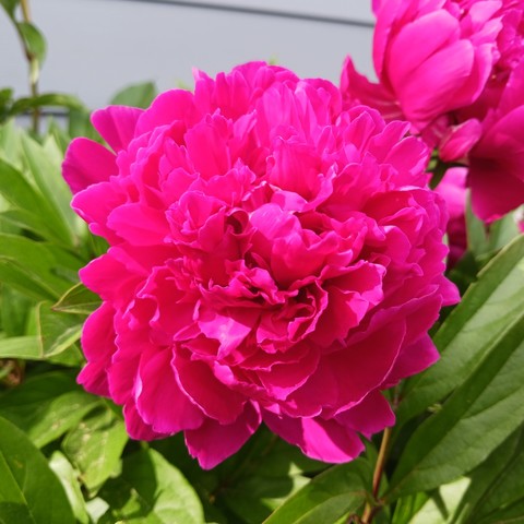 Close-up photo of a dark pink peony in full bloom with many ruffly petals in the rounded shape of a ball. Bright green leaves and another pink peony are in the background.