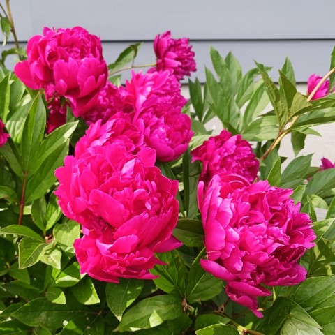 Photo of many dark pink peony flowers in full bloom amidst bright green foliage.