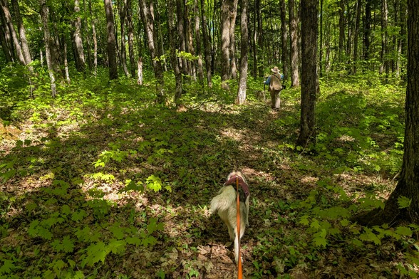 Husky Tonttu leads the photographer down a barely-visible trail through hardwood forest, with bright sun spotting the forest floor where it breaks through the canopy. Hiker Jeff and husky Zeena lead the way a ways ahead on the trail.