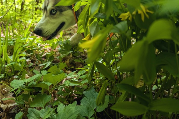 Tonttu's face peaks out from behind a cluster of yellow bellwort flowers, seen down a flower level.