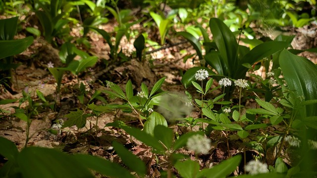 Several dwarf ginseng plant rise from sun-dappled forest floor, covered in dried maple leaves, through which a number of different green-leaved plants are poking through.