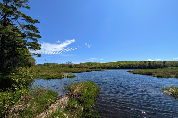 A lake squeezed on both sides by low boggy borders rests calmly below a blue sky with one shaggy cloud off above the horizon. Low hills with a mix of deciduous and evergreen trees rise above the far shore, and one evergreen tree frames the image on the left, rising from the shoreline there.